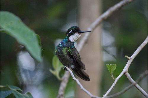 white throated mountain gem costa rica