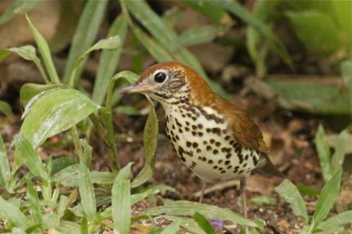 wood thrush costa rica