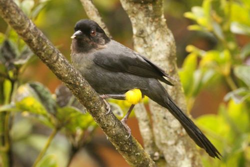 yellow thighed finch costa rica