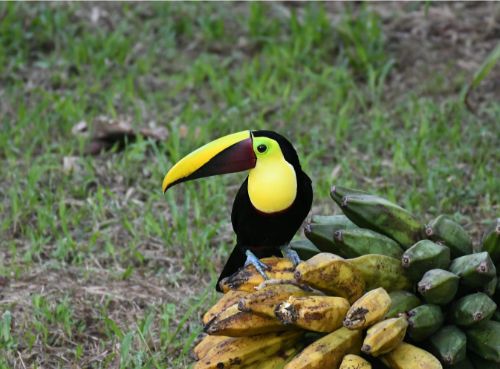 yellow throated toucan costa rica