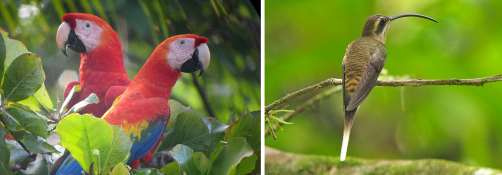 Station to Station, Costa Rica Guided Birding Adventure