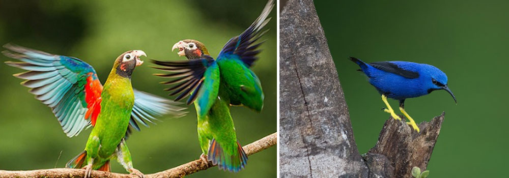 Birding la Selva Biological Station Image