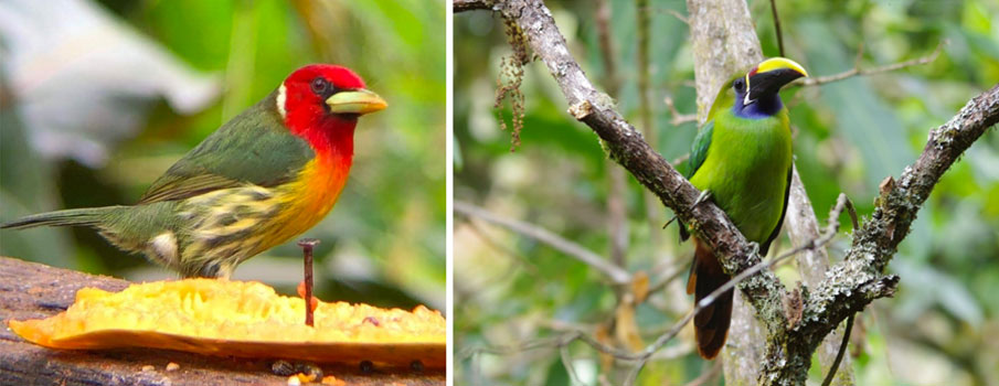 Birding La Selva Biological Station