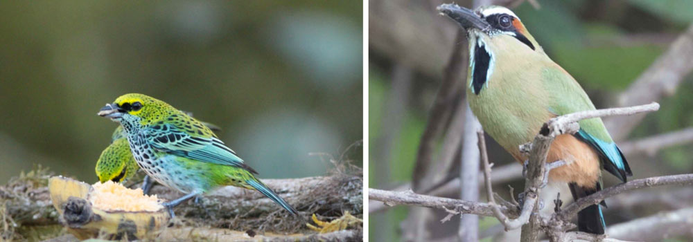 Birding Las Cruces Biological Station