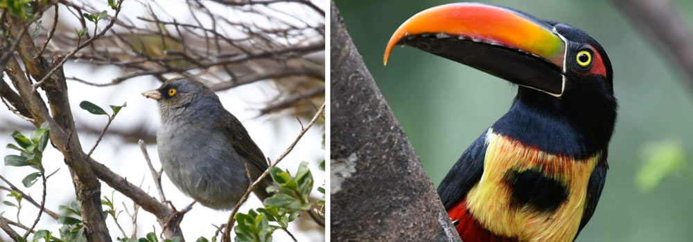 Birding Las Cruces Biological Station