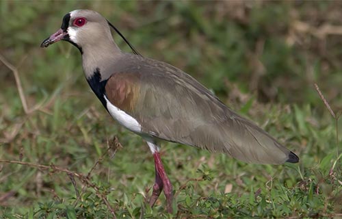 Arenal Birding With Costa Rica Focus