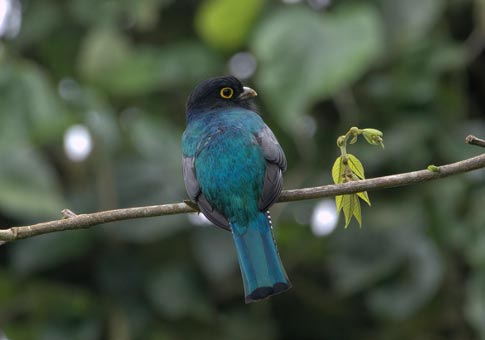 Bird Watching Arenal Observatory Lodge