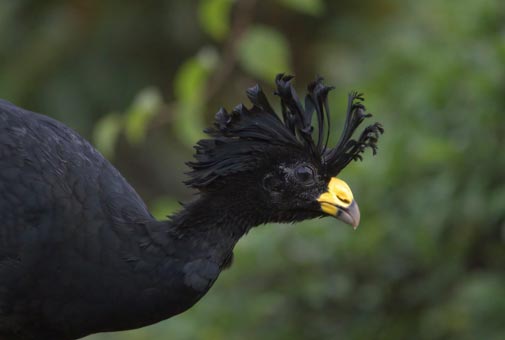 Bird Watching Arenal