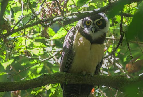 Bird Watching Hotel Lomas Del Volcan