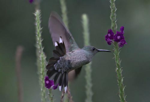 Bird Watching Skywalk Arenal