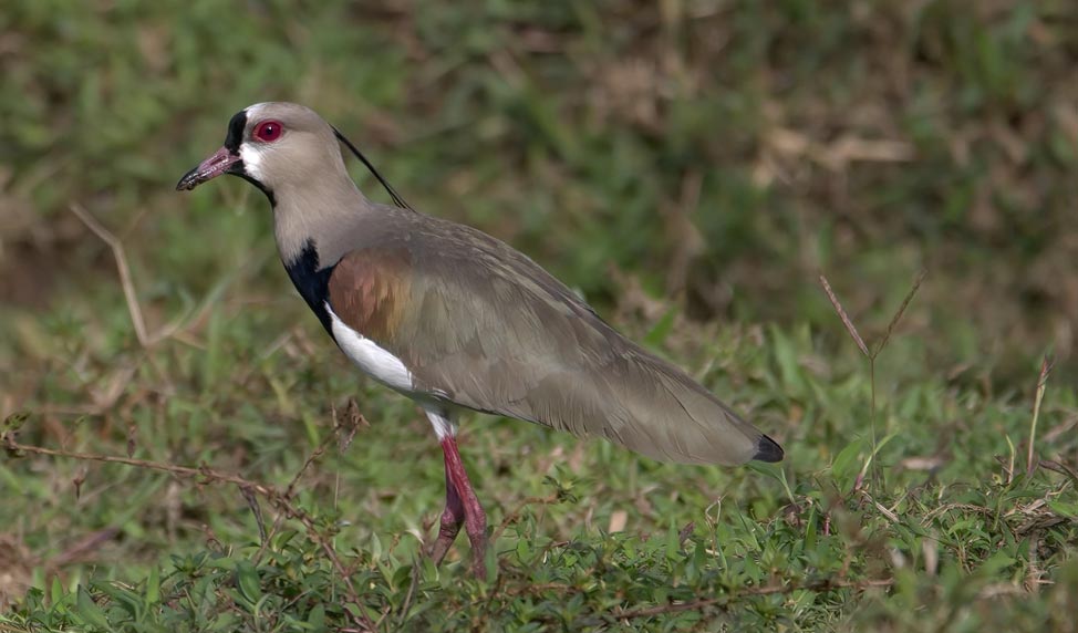 Birding Arenal Costa Rica