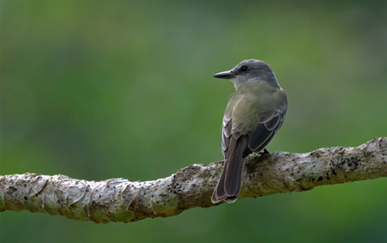 Birding Arenal Costa Rica