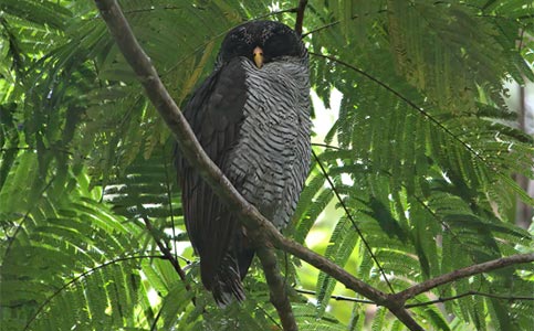 Birding Arenal La Fortuna Costa Rica