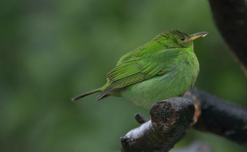 Birding Arenal Oasis Eco Lodge