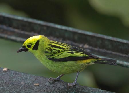 Birding Bogarin Feeders and Trails