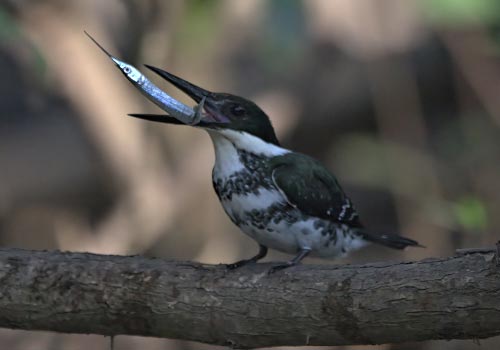 Birding Cano Negro Reserve