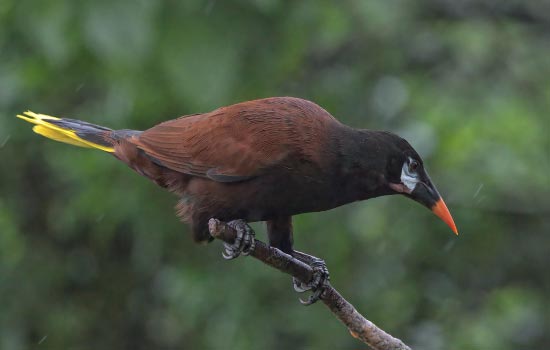 Birding El Silencio Reserve