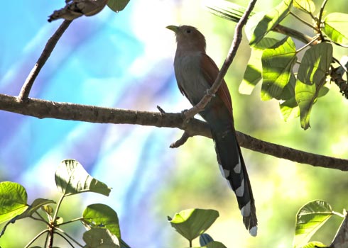 Birding Hotel Lomas Del Volcan