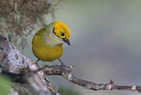 Birding La Fortuna Costa Rica