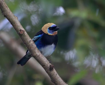 Birding the Private Reserve at Arenal Observatory Lodge