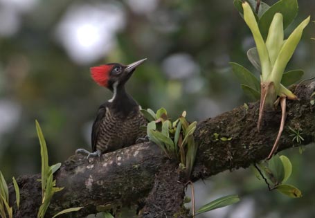 Birding Skywalk Arenal