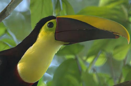 Birding Skywalk La Fortuna