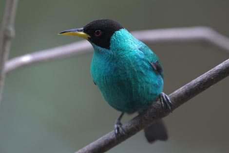 Birdwatching Arenal Oasis Eco Lodge