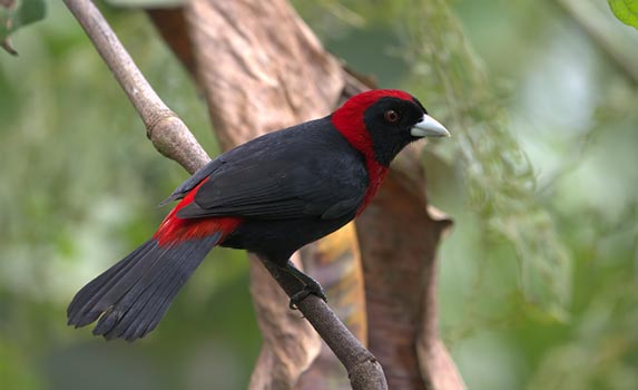 Birdwatching Arenal