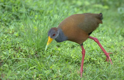 Birdwatching Bogarin Feeders and Trails