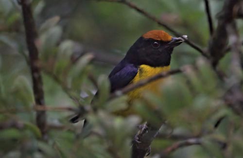 Birdwatching La Fortuna Arenal