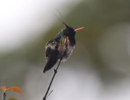 Black-Crested Coquette