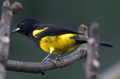 La Fortuna Costa Rica Birding