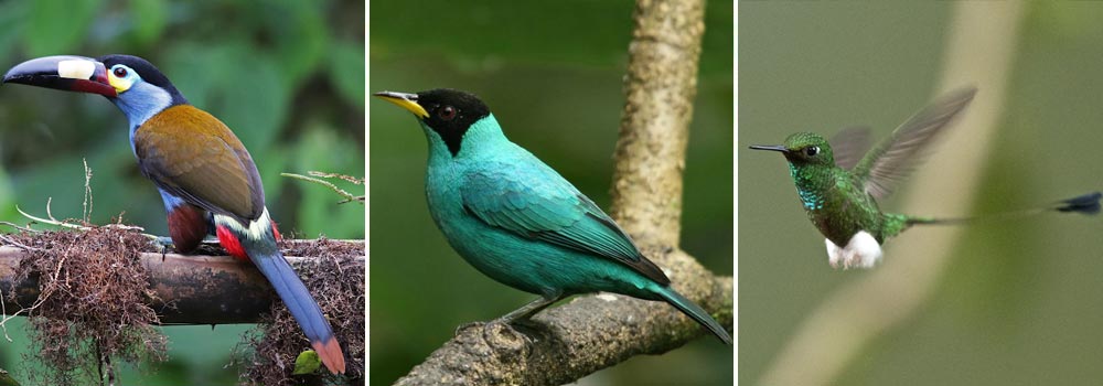 Ecuador Birding Tour - Ecuador’s Northwest Choco Endemics