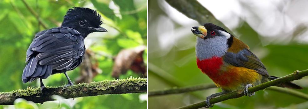 Grand Birding Journey of Ecuador - Day 10