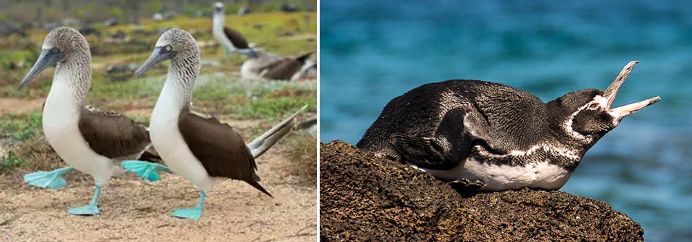 Choco Endemics & Andes Eastern Foothills Birding Tour - Day 16