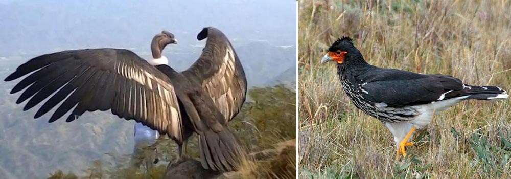 Ecuador Birding Tour Choco Endemics - Day 3