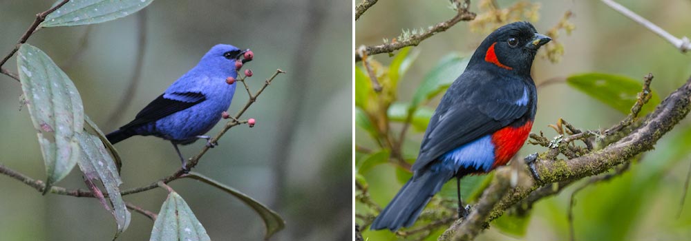 Grand Birding Journey of Ecuador - Day 4