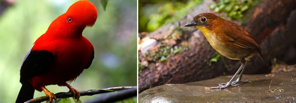 Grand Birding Journey of Ecuador - Day 6