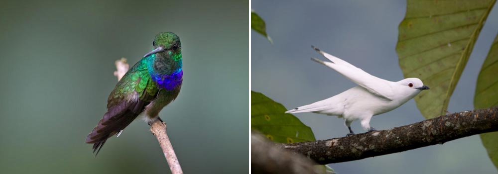 Ecuador Birding Tour Choco Endemics - Day 7