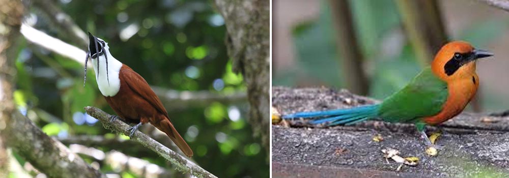 Ecuador Birding Tour Choco Endemics - Day 8