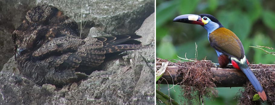 Ecuador Birding Tour Choco Endemics - Day 9