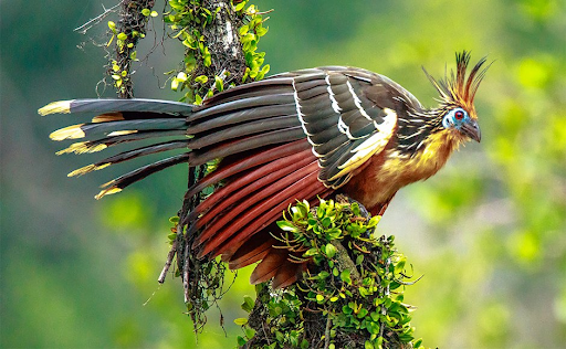 Costa Rica Bird Photography Tours