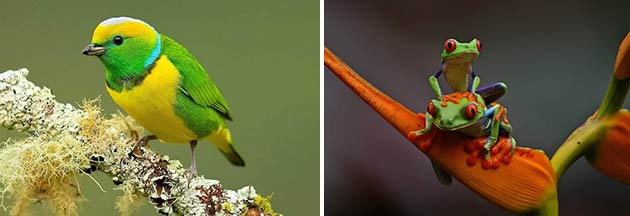 Birding Monteverde Costa Rica