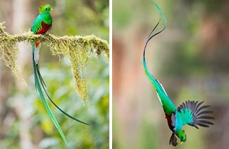 birding monteverde costa rica image2