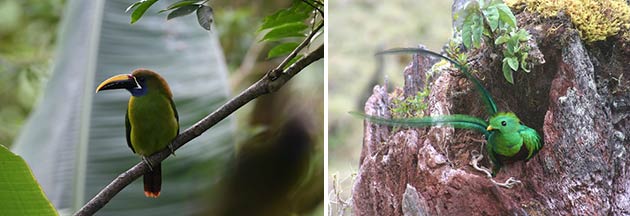 birding monteverde costa rica image5