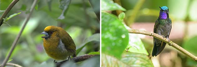 birding monteverde costa rica image9