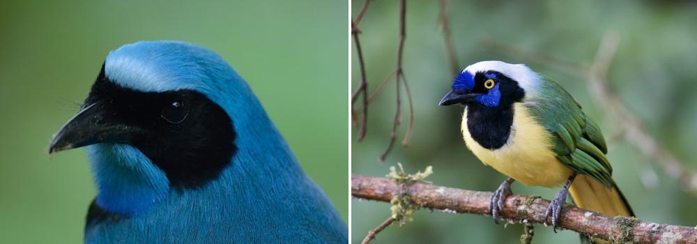 Choco Endemics & Andes Eastern Foothills Birding Tour - Day 11