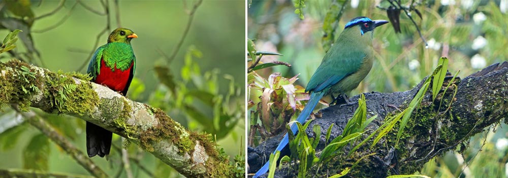 Choco Endemics & Andes Eastern Foothills Birding Tour - Day 12