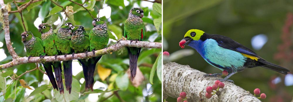 Choco Endemics & Andes Eastern Foothills Birding Tour - Day 14