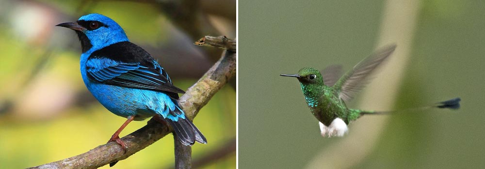 Choco Endemics & Andes Eastern Foothills Birding Tour - Day 15